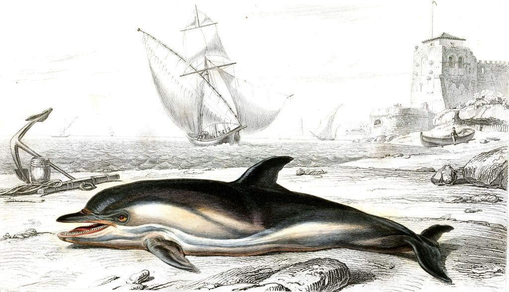 Dolphine illustration by Charles d Orbigny
