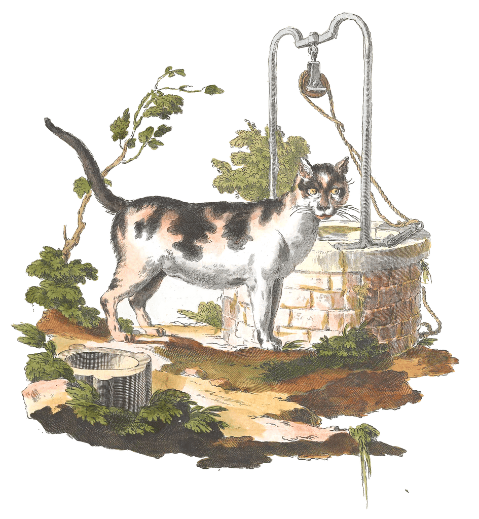 Domestic Cat White Brown black Vintage Illustration from 1775