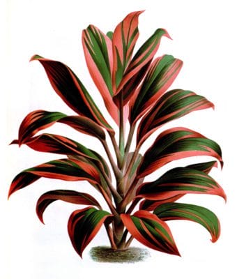 Dracaena Warocquei cordyline