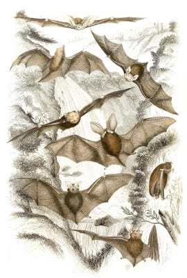 Dwarf Earred Bats illustrations By Georges Cuvier 1839
