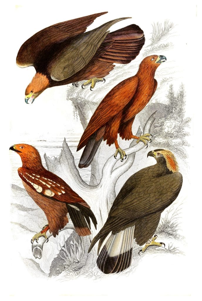 Eagles illustrations By Georges Cuvier 1839
