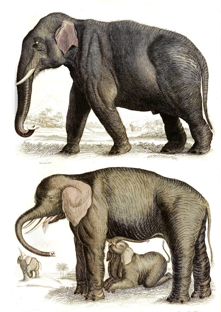Elephant 2 illustrations By Georges Cuvier 1839