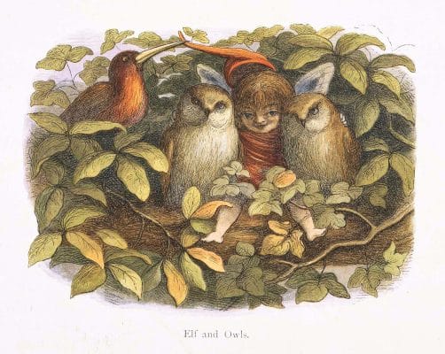 Elf and Owls
