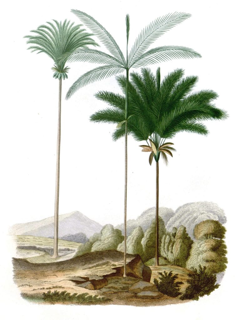 Euterpe Palms