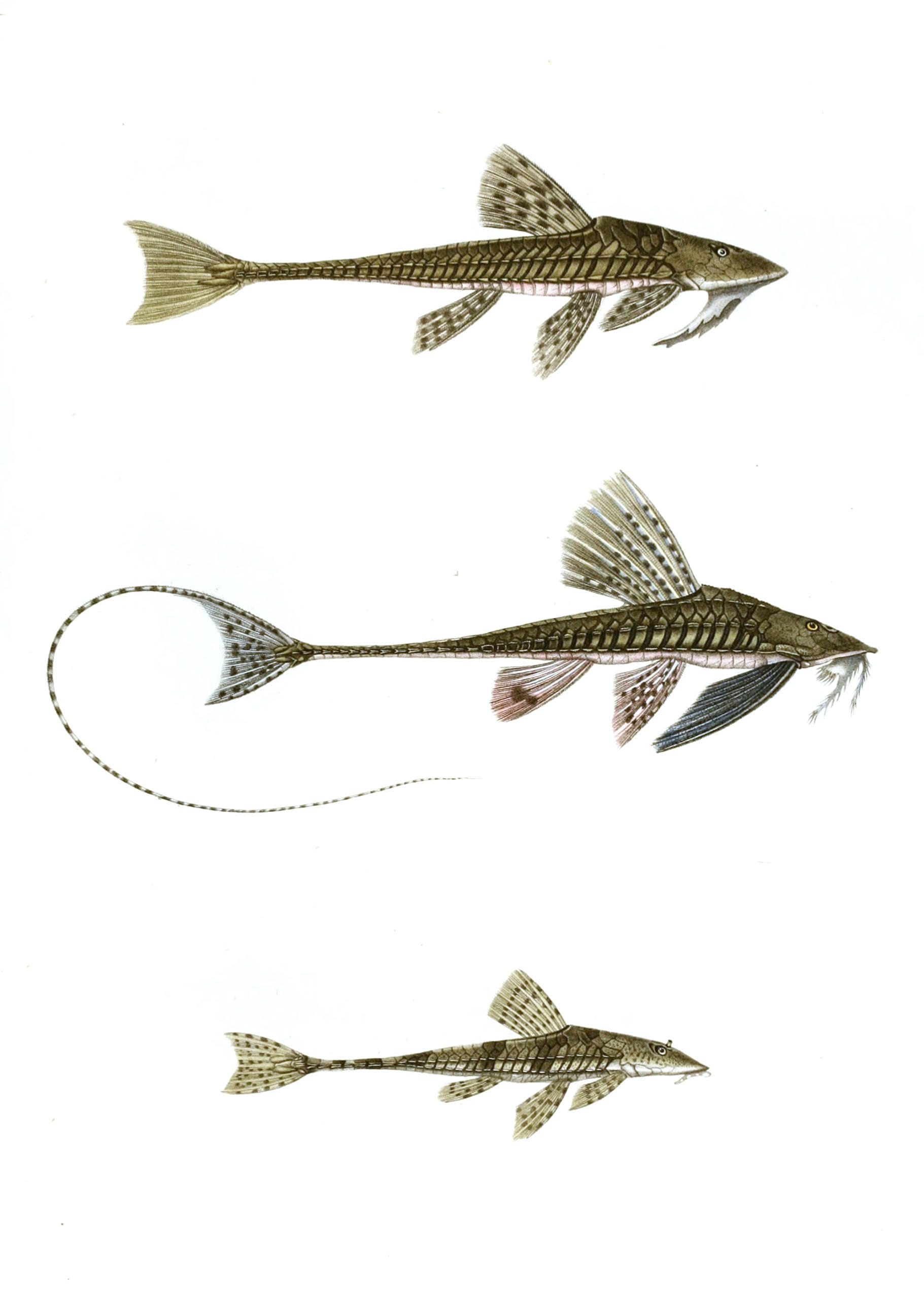 Fish 2 - Free Vintage Illustrations