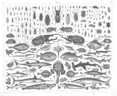 Fish and Beetle