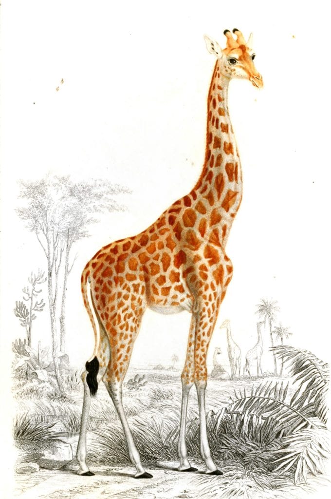 Giraffe illustration by Charles d Orbigny