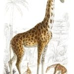 Giraffe illustrations By Georges Cuvier 1839