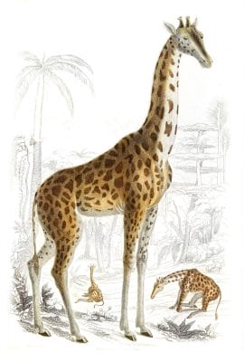 Giraffe illustrations By Georges Cuvier 1839