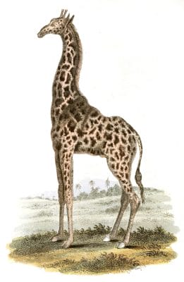 Giraffe