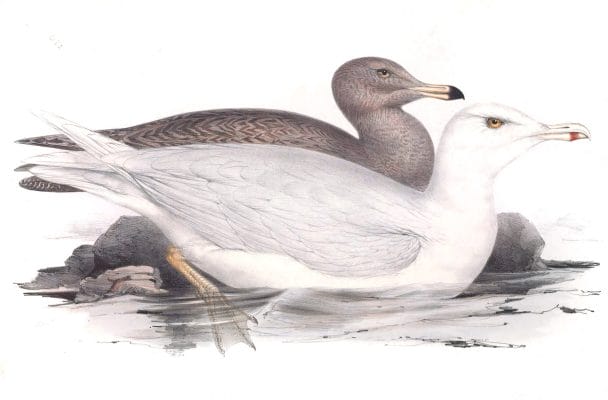 Glaucus Gull