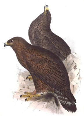 Golden Eagle