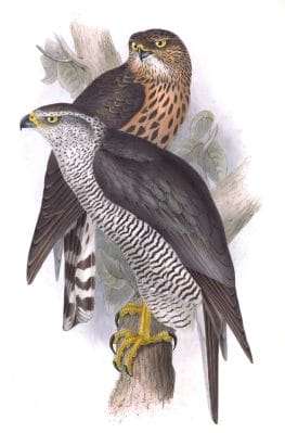 Goshawk