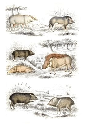 Hog illustrations By Georges Cuvier 1839