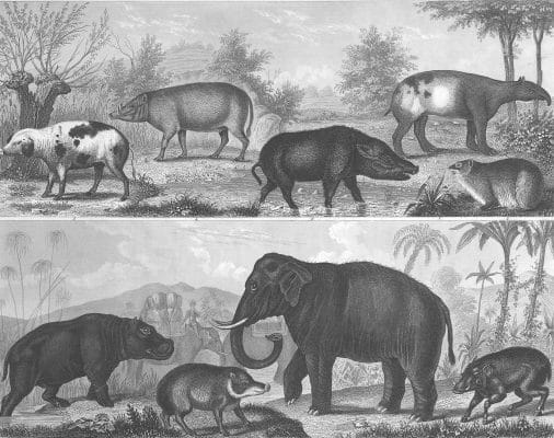 Hogs and Elephants