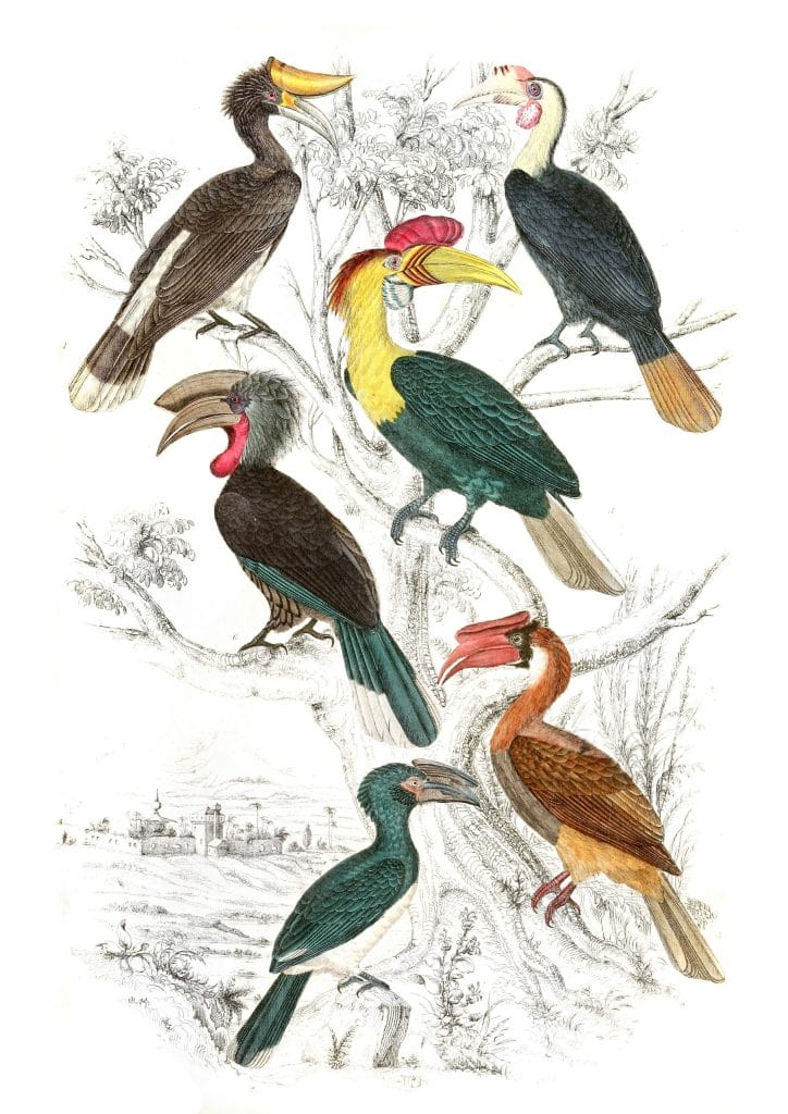Hornbills illustrations By Georges Cuvier 1839