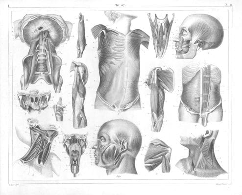 Human anatomy 8