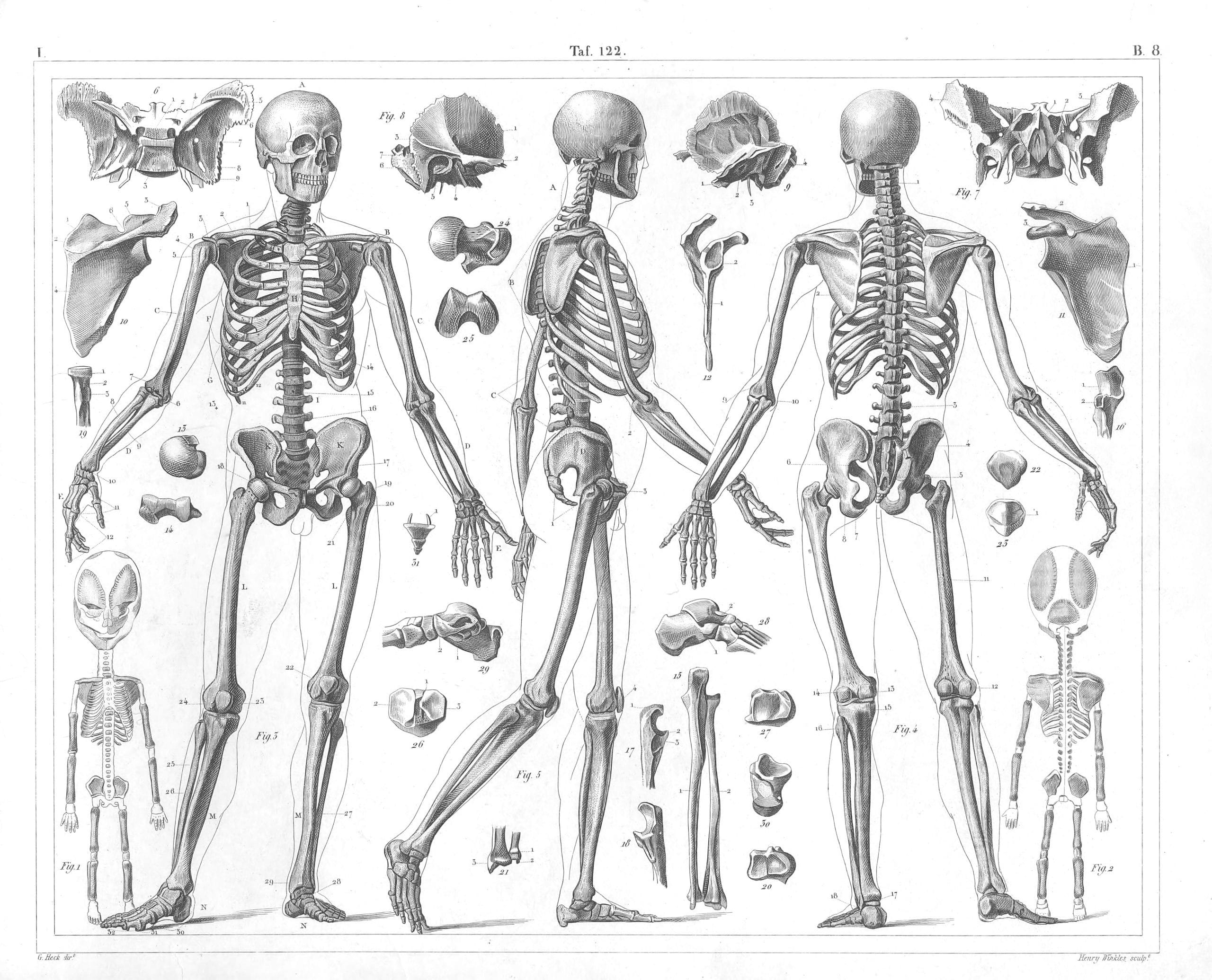 Human anatomy Skeleton - Free Vintage Illustrations