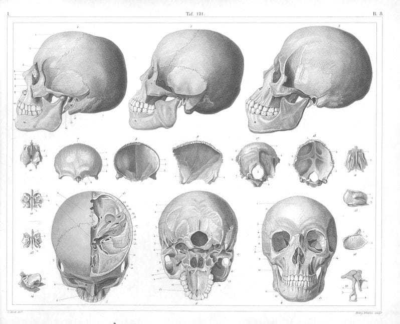 Human anatomy Skull