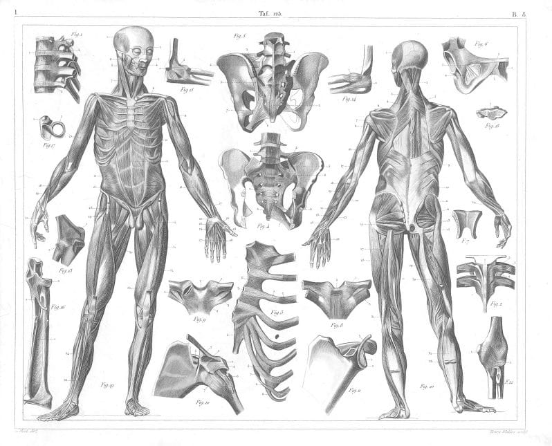 Human anatomy muscle and bones
