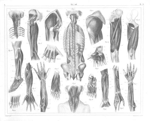 Human anatomy muscles limbs