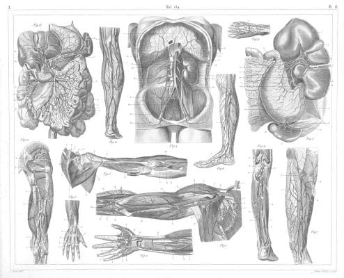 Human anatomy torso and limbs