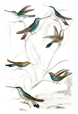 Humming birds 2 illustrations By Georges Cuvier 1839