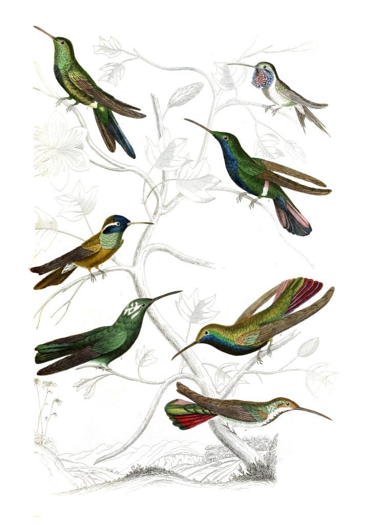 Humming birds 4 illustrations By Georges Cuvier 1839