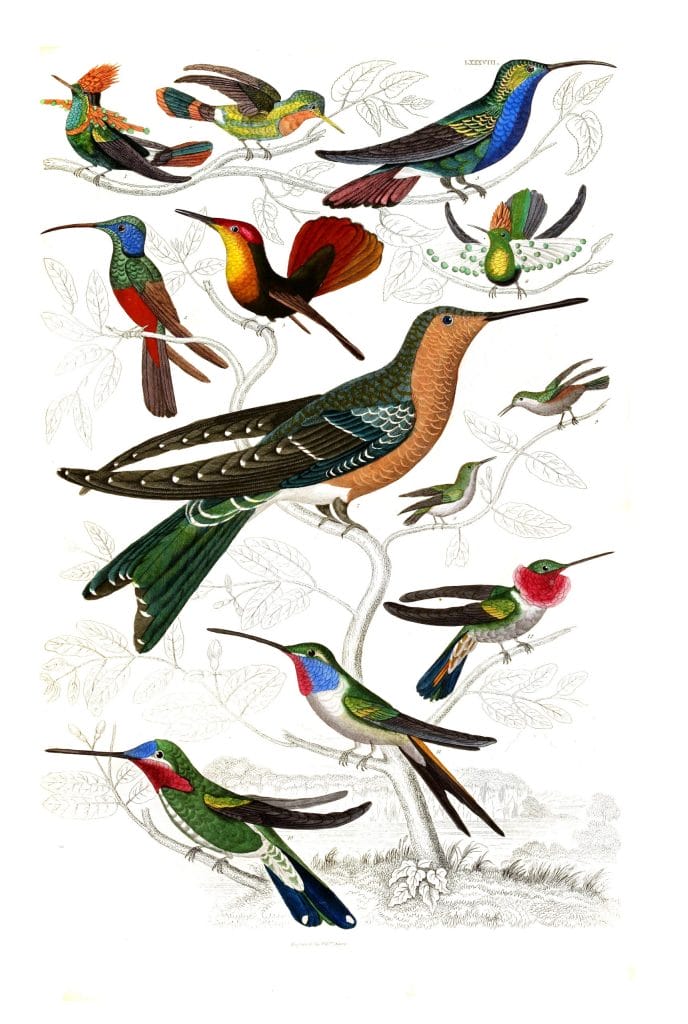 Humming birds 5 illustrations By Georges Cuvier 1839