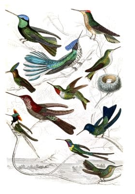 Humming birds illustrations By Georges Cuvier 1839