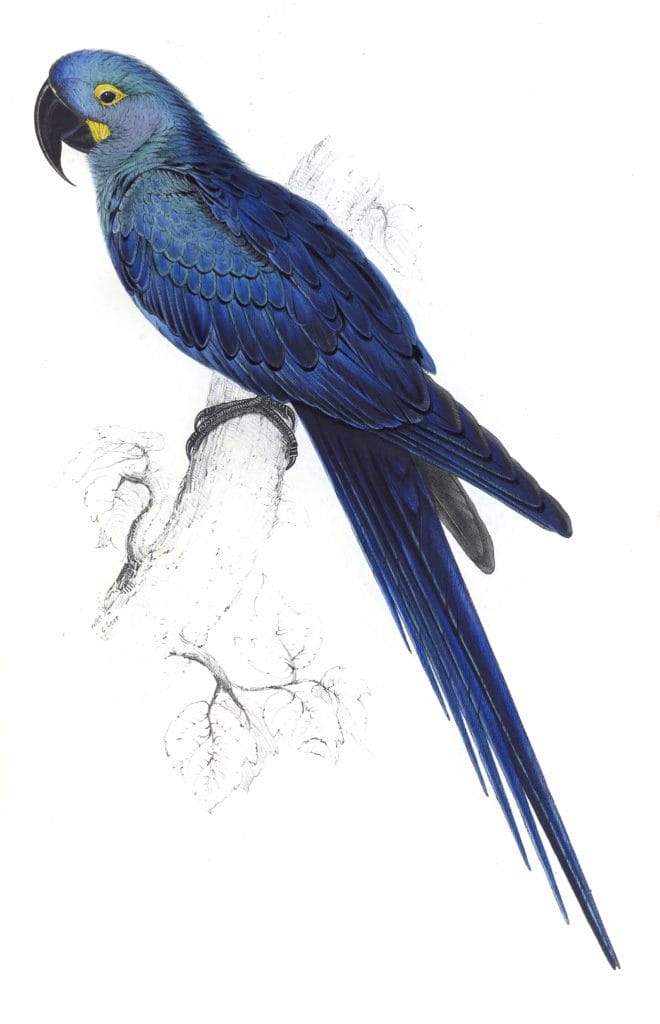 Hyacinthine Maccaw