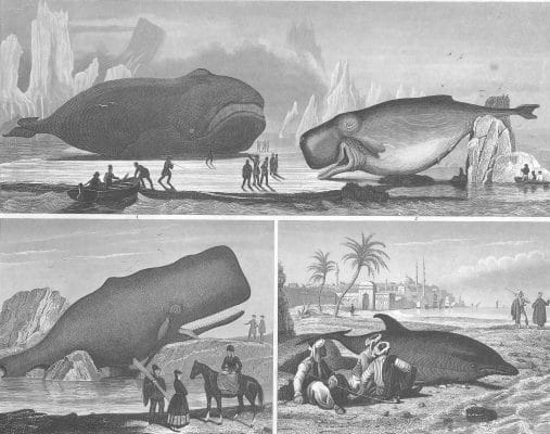Whale illustrations