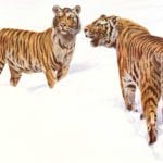 Illustration of Tigers in the Snow by Alfred Edmund Brehm