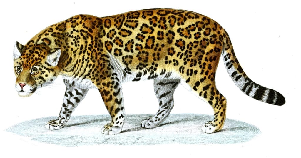 Jaguar illustration by Charles d Orbigny