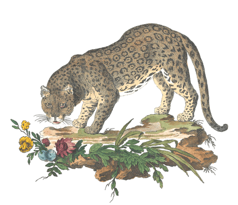 Jaguar Vintage Illustration from 1775