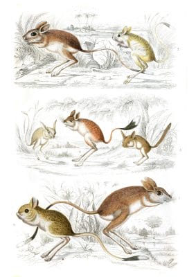 Jerboas illustrations By Georges Cuvier 1839