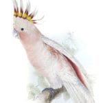 Leadbeaters cockatoo
