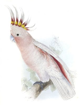 Leadbeaters cockatoo