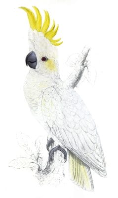 Lefser Sulphur crested Cockatoo