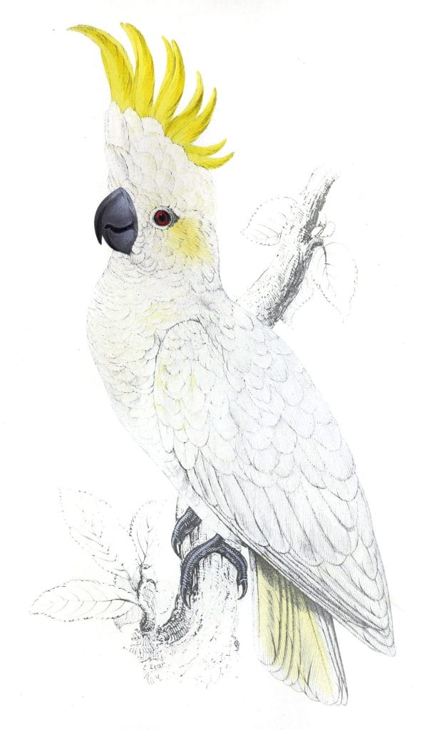 Lefser Sulphur crested Cockatoo