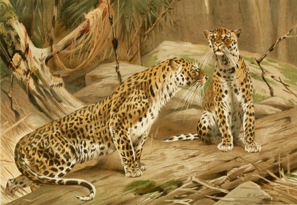 Leopard illustration By Richard Lydekker