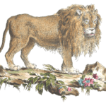 Lion Illustration from 1775