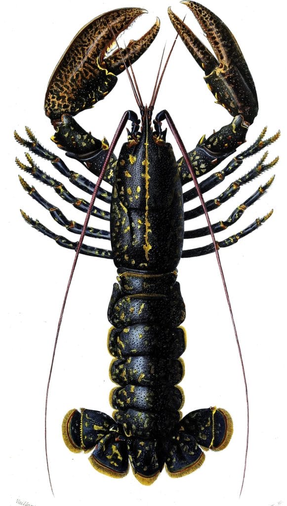 Lobster illustration by Charles d Orbigny