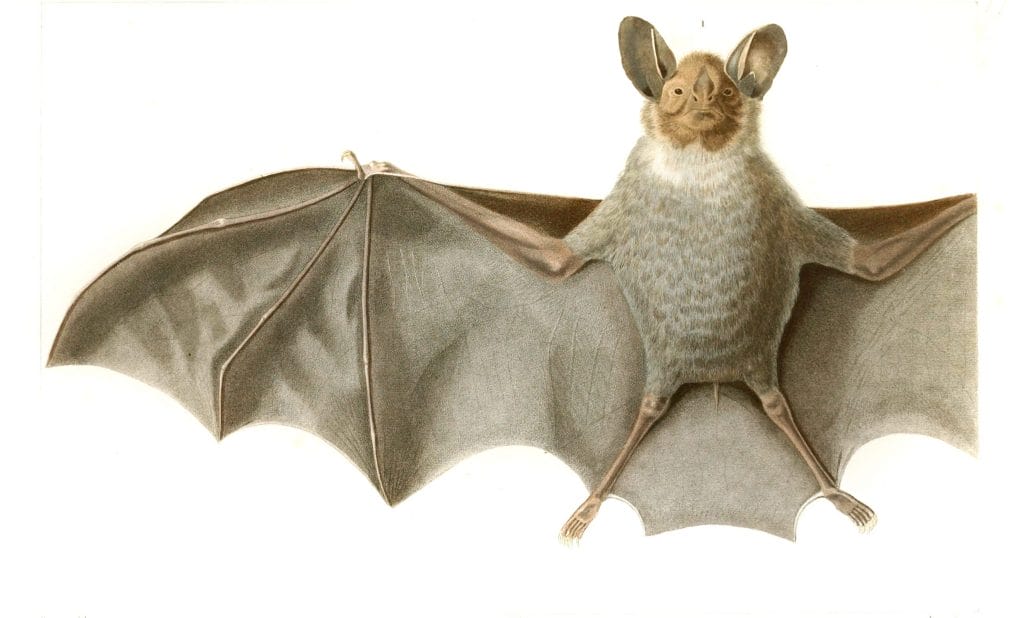 Lopuostonma Bat