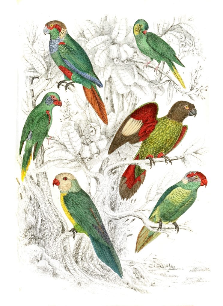 Lorius Parrakeets illustrations By Georges Cuvier 1839