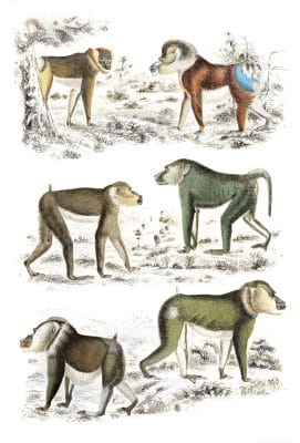 Mandrills illustrations By Georges Cuvier 1839