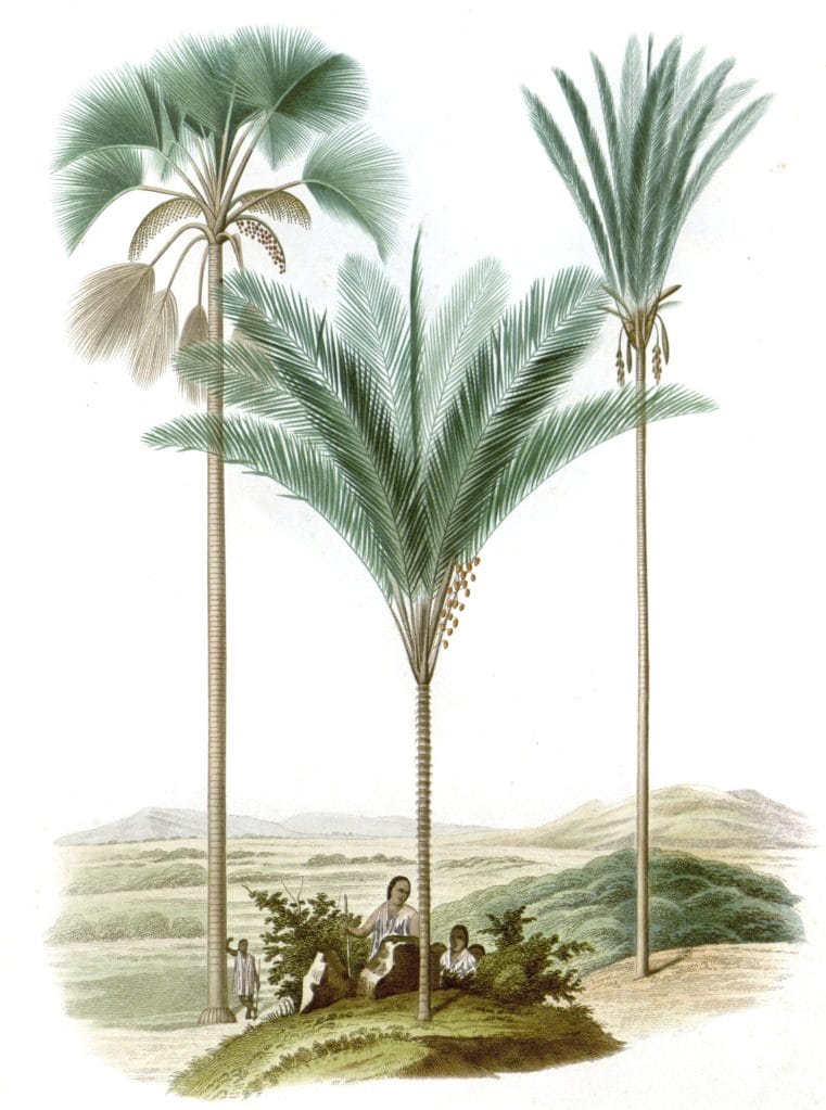 Mauritia Astrocaryum Palm