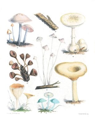Mushroom Fungi Illustrations 10 Sarah Price