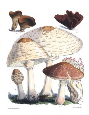 Mushroom Fungi Illustrations 11 Sarah Price