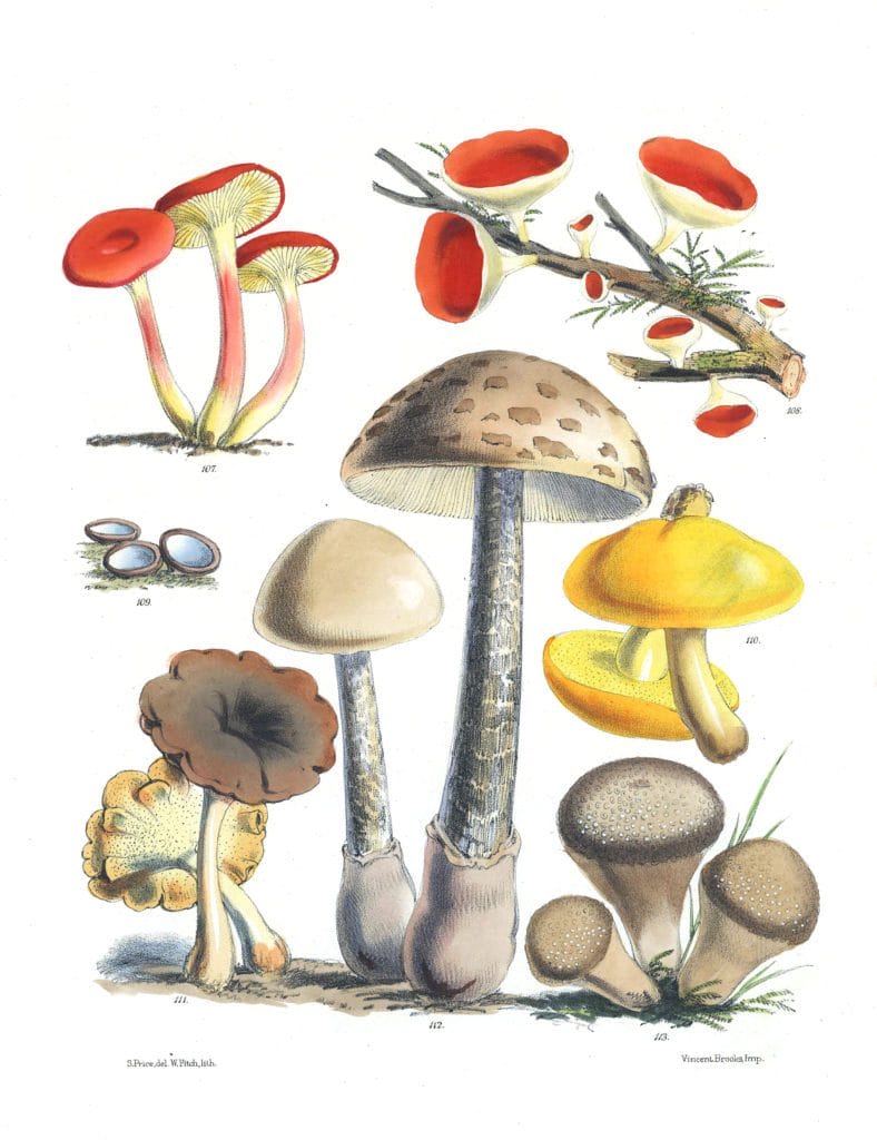 Mushroom Fungi Illustrations 17 Sarah Price